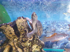 4 year old Musk Turtle for sale