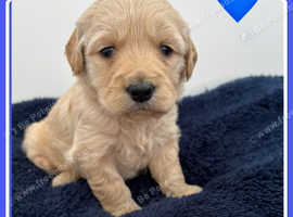 ADORABLE F1 MINIATURE GOLDEN DOODLES