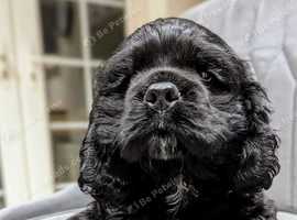 Gorgeous American Cocker Spaniel litter  ready now