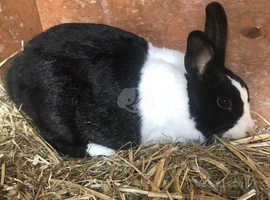 8 Weeks Old Black Dutch Rabbit