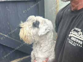 Sealyham Terriers (1 Male 1 Female)