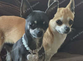 Beautiful pups