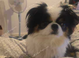 Chihuahua  x Japanese  chin