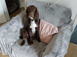 Sprocker sales for sale