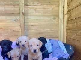 Labrador retriever pups KC registered
