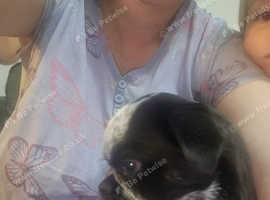 Pug x boston terrier
