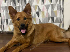 German Shepherd x Dogue de Bordeaux x Rottweiler