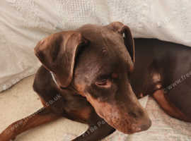 8 month old female doberman