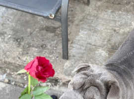 Blue boy shar Pei needing a new home