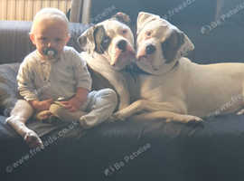 American bulldog