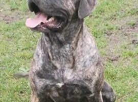 Female mastiff for rehomeing