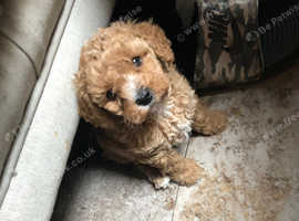 Toy poodle puppy's for sale