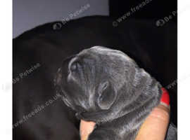 Blue Cane Corso Puppies For Sale