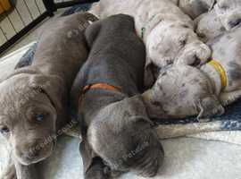 Beautiful cane corso babies