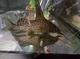 Synodontis catfish