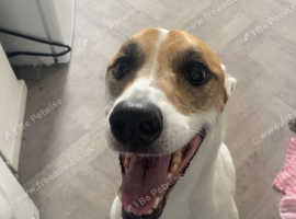 *URGENTLY NEED GONE *10 year old lurcher