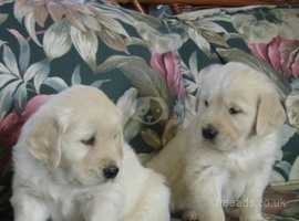 !!!ONLY 1 Boy and 1 Girl LEFT!!!Golden Retriever Puppies For Sale.