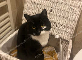 Missing cat - please read