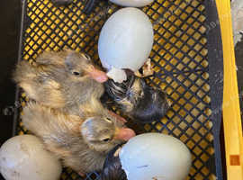 6x mixed runner duck eggs