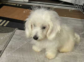 Coton de tulear