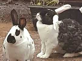 Removing my beloved rabbits.