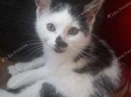 8 week old kitten looking for a good home