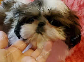 Mia our imperial shih tzu girl