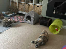 Muffin, 2 year old spayed and vaccinated bunny