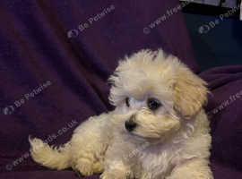 LAST BOY REMAINING REDUCED TO £750