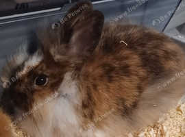 Female Bunny