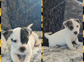 Gorgeous jack Russell puppies