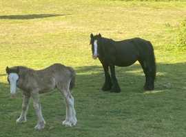 Gorgeous heavy cob mare and filly