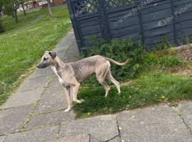 Saluki bull whippets