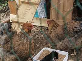 2 Brahma chickens for sale
