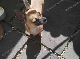 Chihuahua boy for sale ..coffee