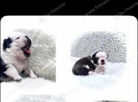 Girls and boys (ready to go now) pug puppy's