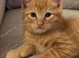 Wanted ginger kitten