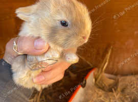 Beautiful mini lops, & Netherland Dwarf X mini Rex litters