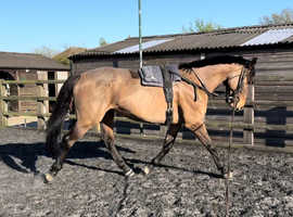 Gorgeous 15.2 mare