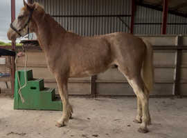 Cob X ID 2YO