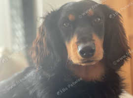 Long hair dachsund stud