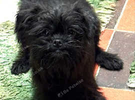 Beautiful male Affenpinscher puppy