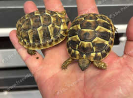 Hermans Tortoise