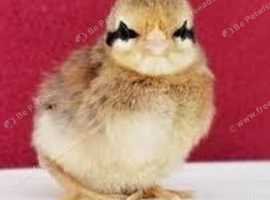 Dutch bantam chicks DAY OLD