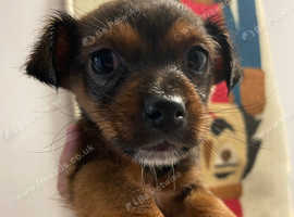 Yorkie russel