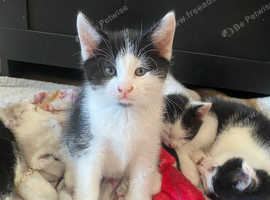 Luna, Snow, Minx, and Oreo - 10 weeks ready to ho