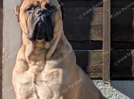 KC Registered Bullmastiff