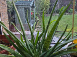 3 aloe vera plants in a pot