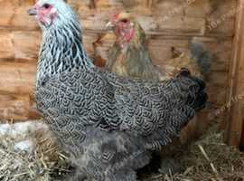 Brahma X chicks