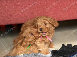 Quality F1 Havanese x Toy poodle